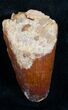 Large Cretaceous Fossil Crocodile Tooth - Morocco #9235-1